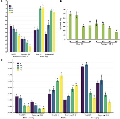Grafting promoted antioxidant capacity and carbon and nitrogen metabolism of bitter gourd seedlings under heat stress